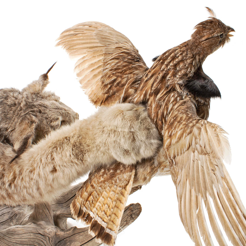 Lynx Catching Ruffed Grouse Full Mount on Driftwood