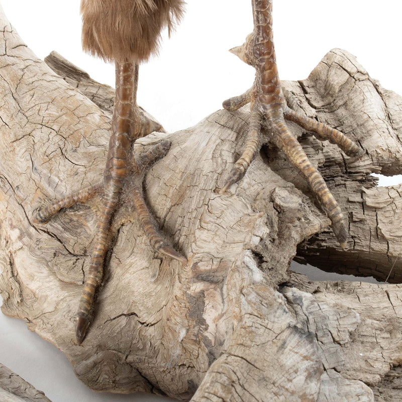 Melanistic Pheasant Standing on Driftwood