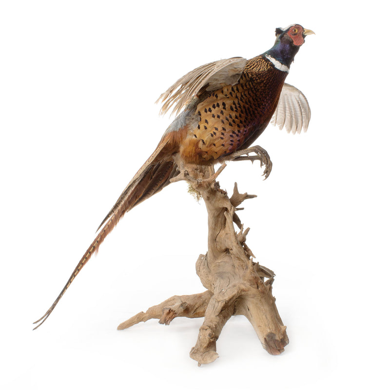 Ringneck Pheasant Mounted on Driftwood