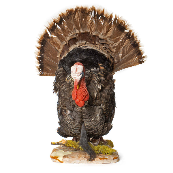 Turkey Full Mount