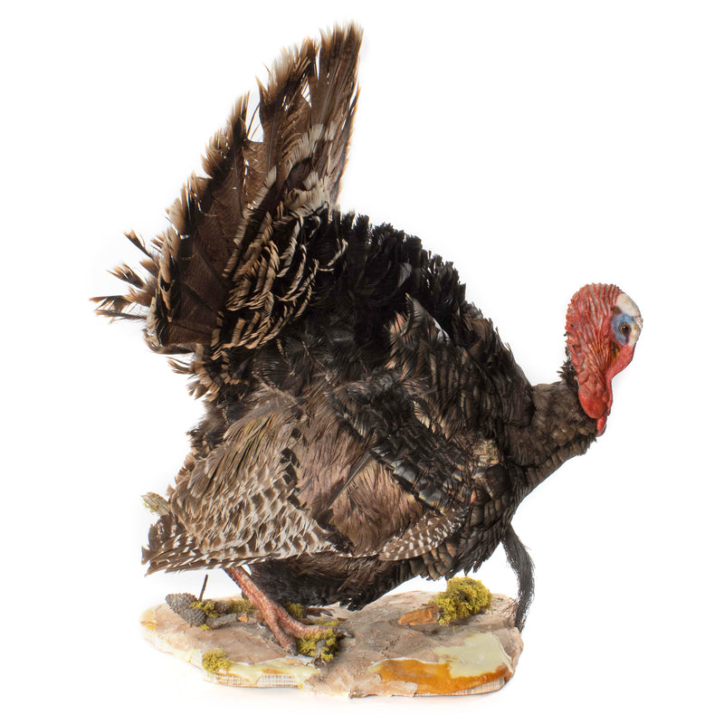Turkey Full Mount