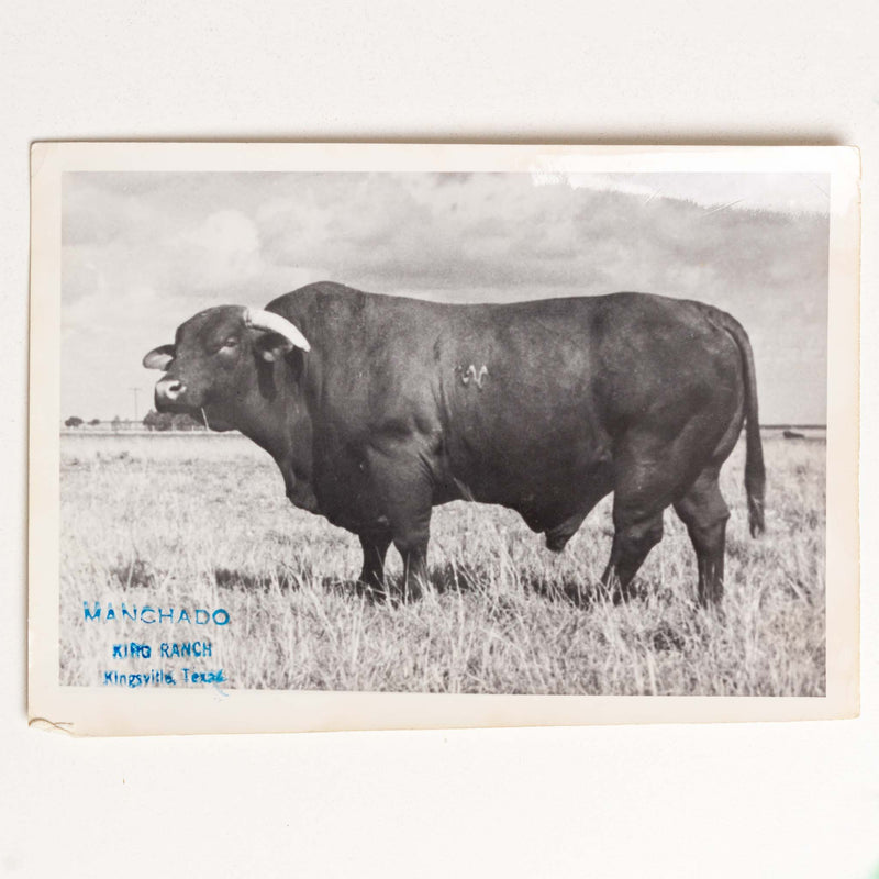 Photo of Manchado, King Ranch, Texas