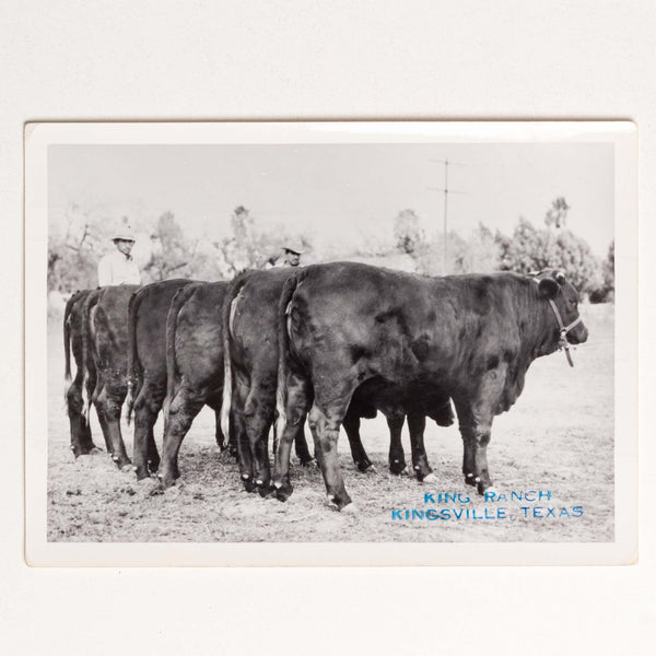 Photo - Steers King Ranch, Texas, 1951