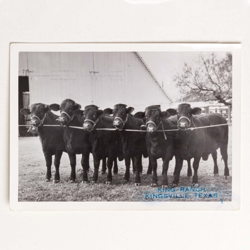 Photo of Steers Tethered to Rope, Texas