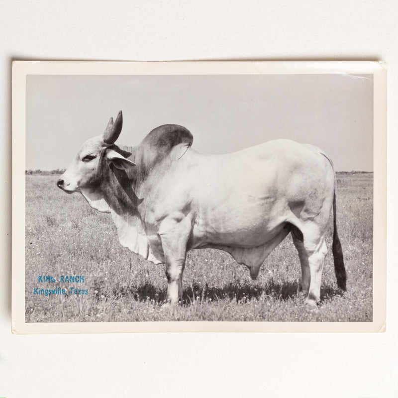 Photo of White Brahman Bull, King Ranch,Texas
