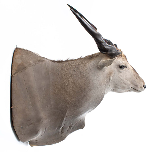 Eland Antelope Shoulder Mount