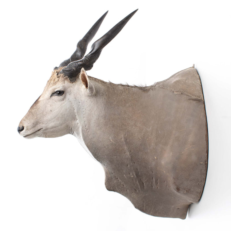 Eland Antelope Shoulder Mount