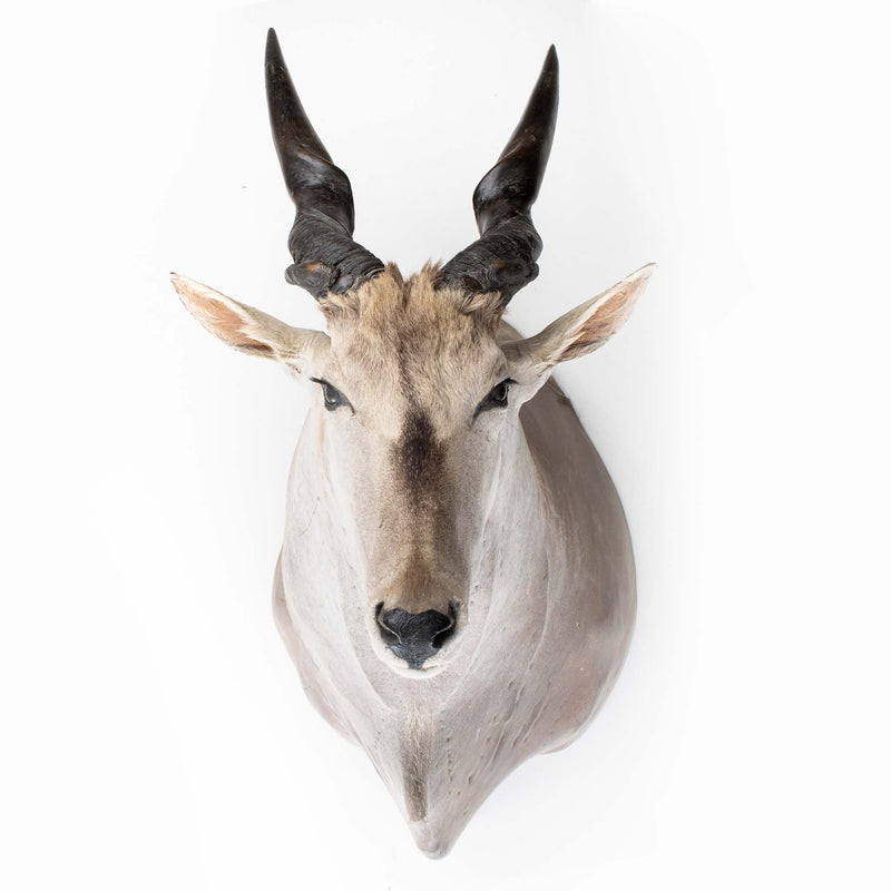 Eland Antelope Shoulder Mount