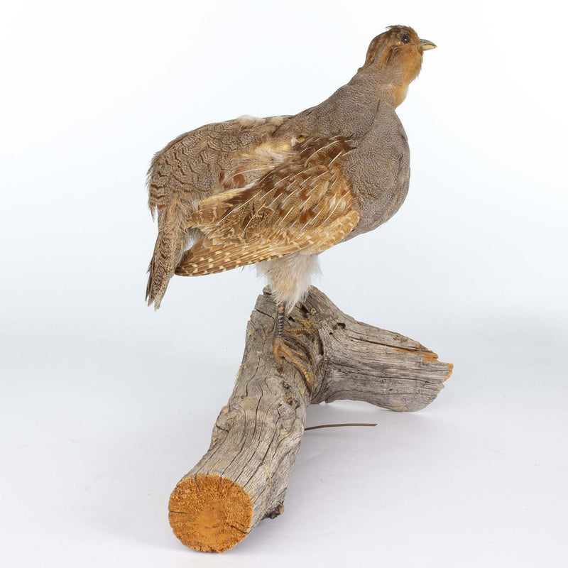 Partridge Mount