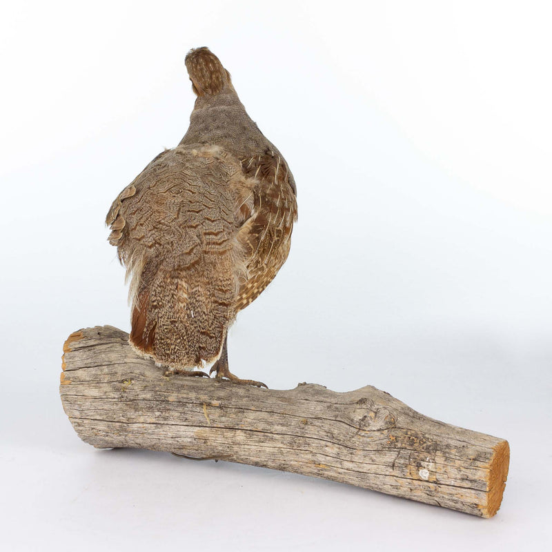 Partridge Mount