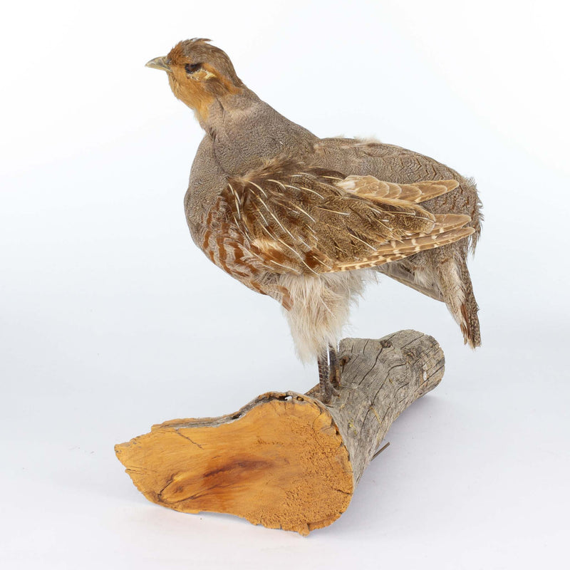 Partridge Mount