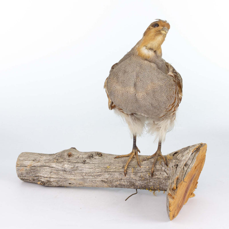 Partridge Mount