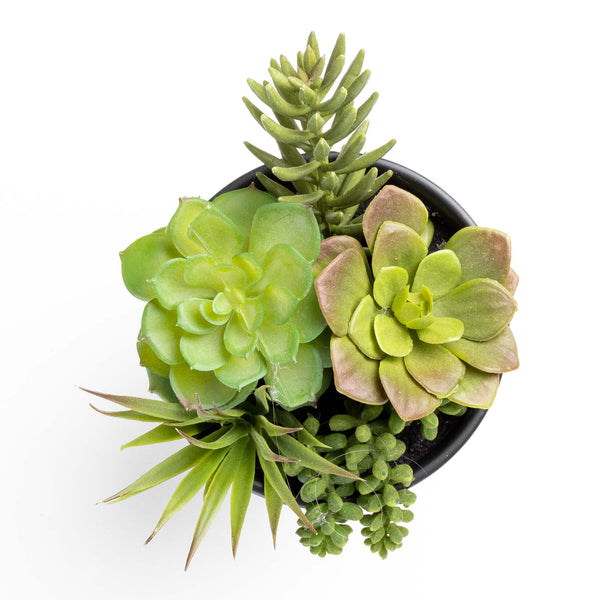 Succulent in Vase
