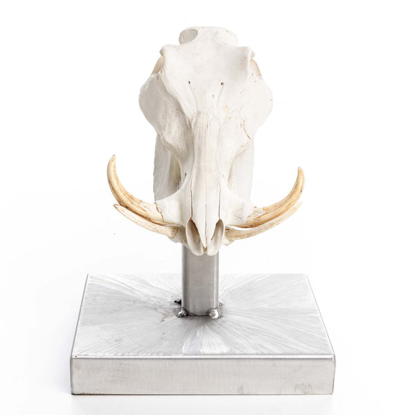 Warthog Skull on Stand