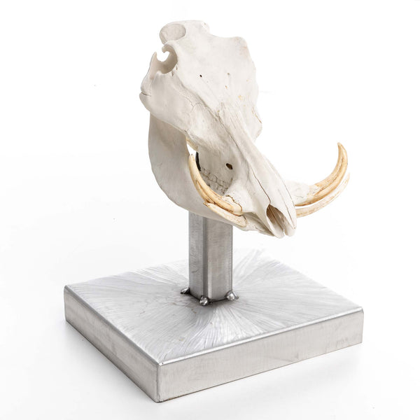 Warthog Skull on Stand