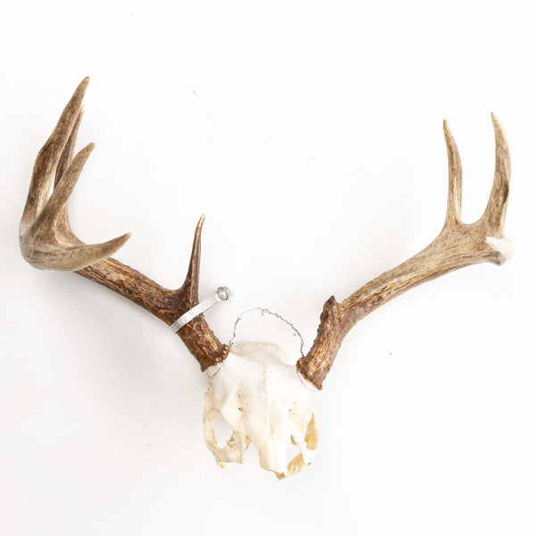 Mule Deer Antlers on Skull
